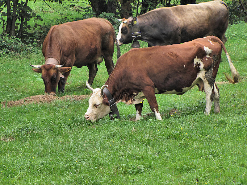 Animali al pascolo
